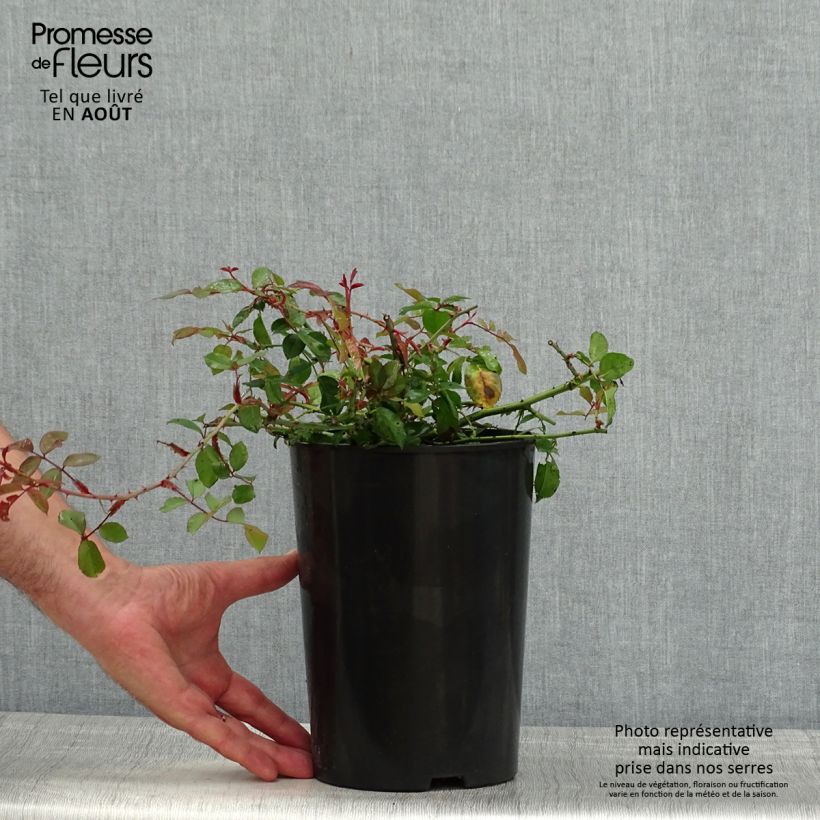 Rosa x sempervirens 'Adélaïde d’Orléans' - Rambling Rose 4L/5L pot sample as delivered in summer