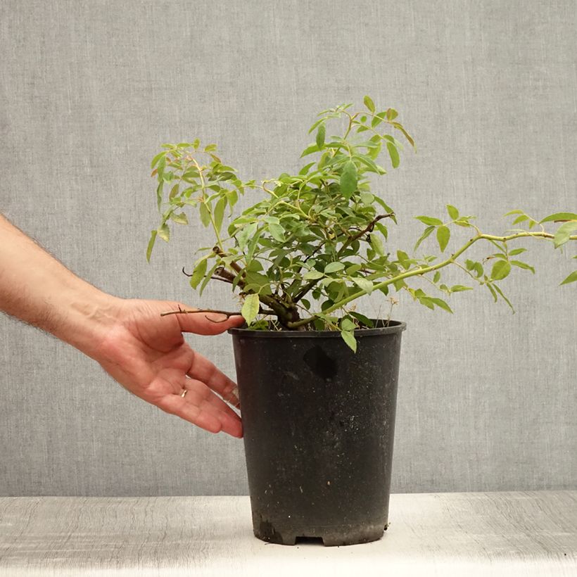 Rosa x wichuraiana Albéric Barbier - Climbing Rose 4L/5L pot sample as delivered in summer