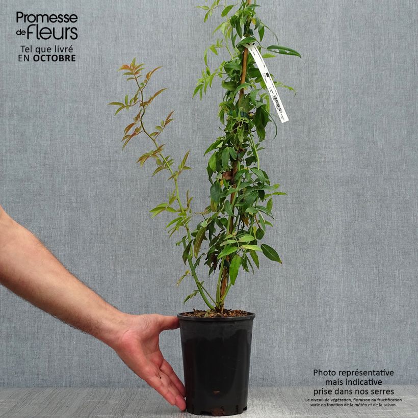 Rosa banksiae Purezza (The Pearl) 2L/3L pot sample as delivered in autumn