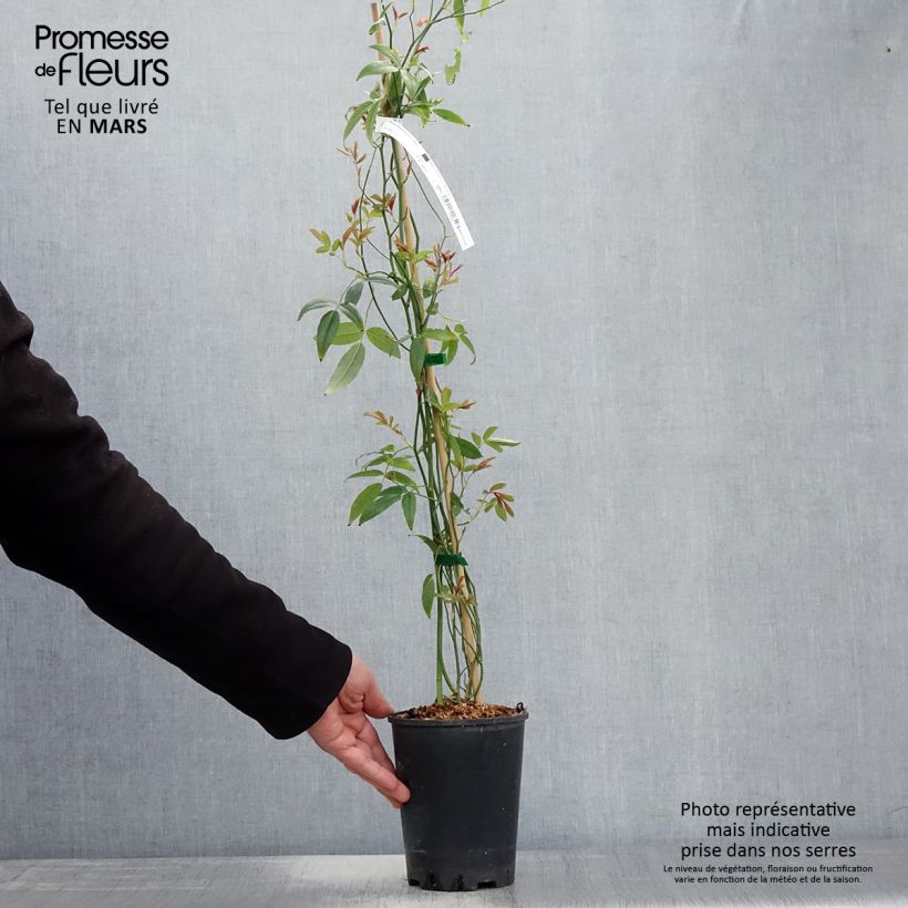 Rosa banksiae Purezza (The Pearl) 2L/3L pot sample as delivered in spring
