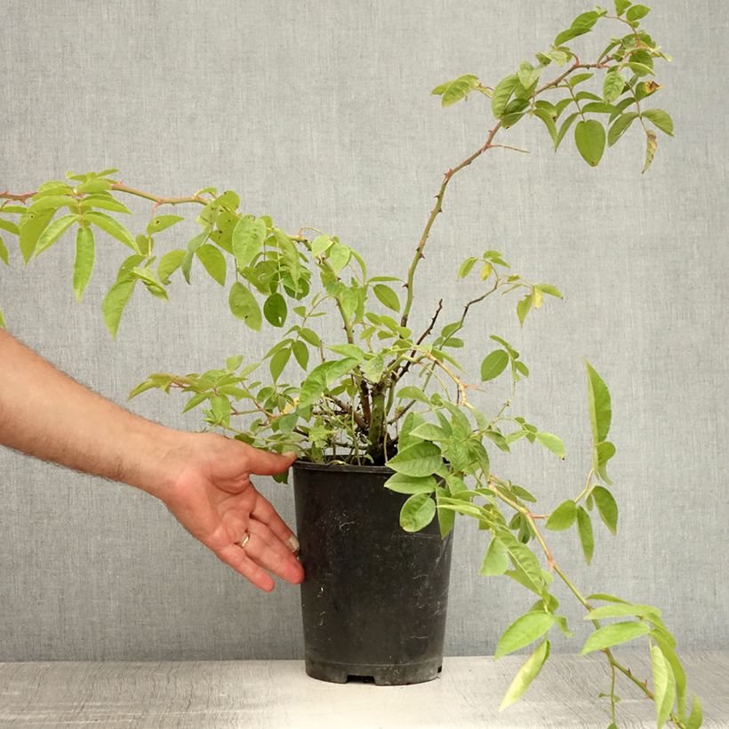 Rosa x multiflora Bobbie James - Multiflora Rambling Rose 4L/5L pot sample as delivered in summer