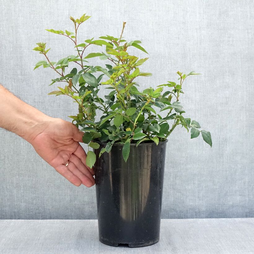 Rosa Felicité et Perpétue - Climbing Rose 4L/5L pot sample as delivered in summer