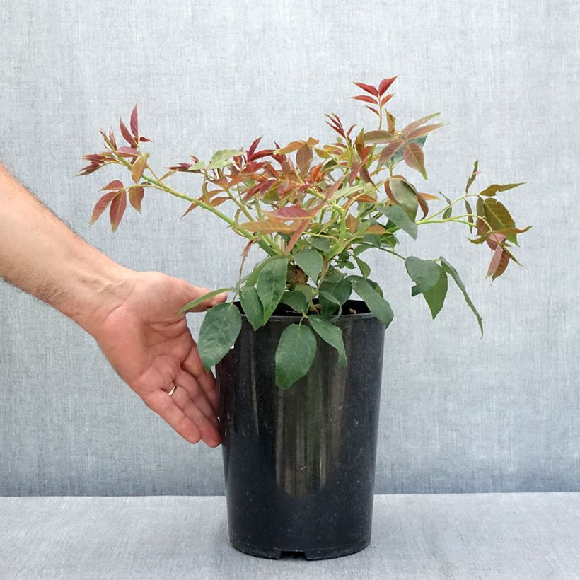 Rosa filipes 'Kiftsgate' - Rambling Rose 4L/5L pot sample as delivered in summer