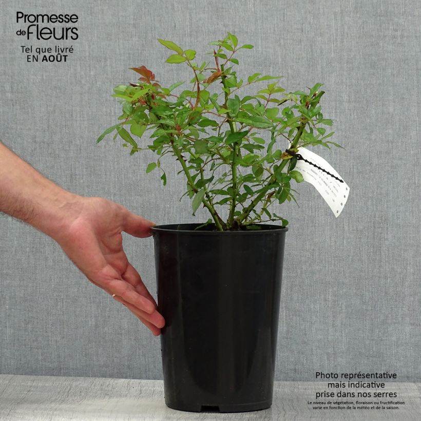 Rosa x moschata Francis E Lester - Musk Rose 4L/5L pot sample as delivered in summer