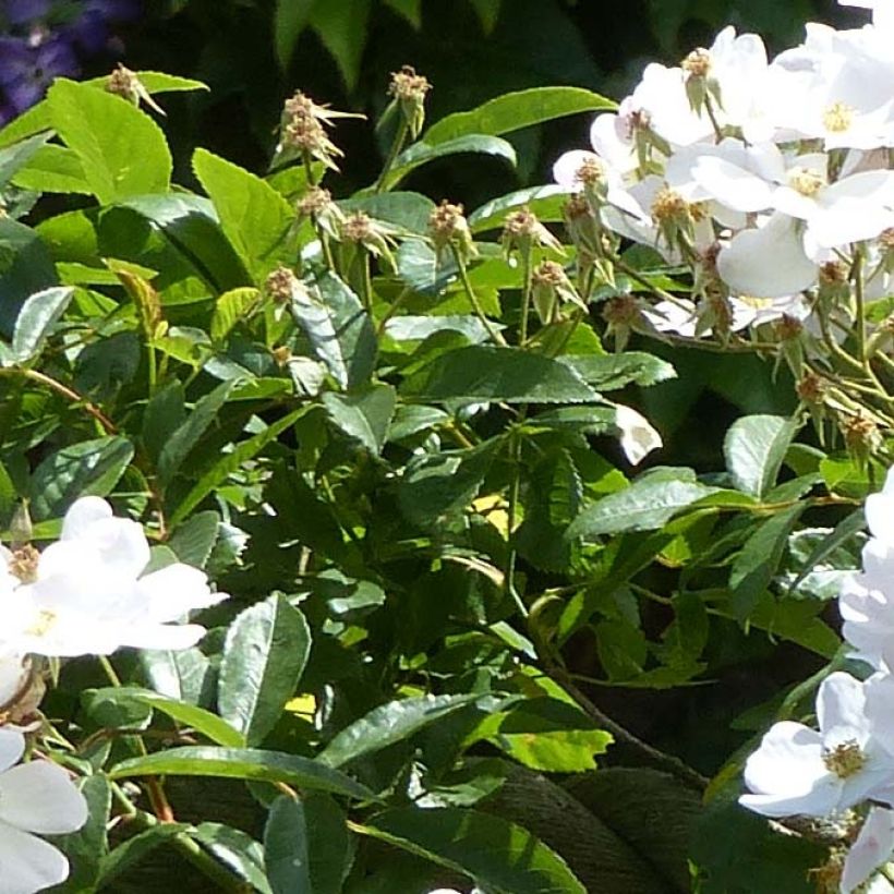 Rosa x moschata Francis E Lester - Musk Rose (Foliage)