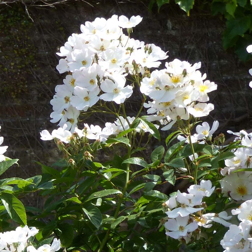 Rosa x moschata Francis E Lester - Musk Rose (Flowering)