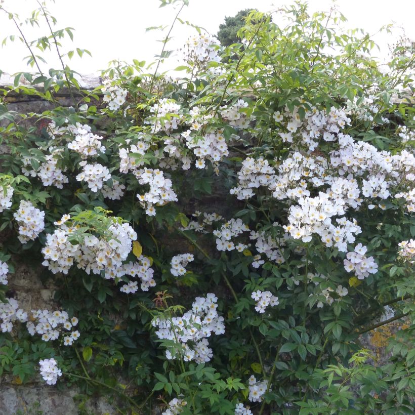 Rosa x moschata Francis E Lester - Musk Rose (Plant habit)