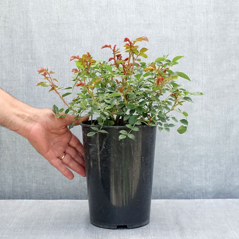 Rosa x wichuraiana François Juranville - Climbing Rose 4L/5L pot sample as delivered in summer