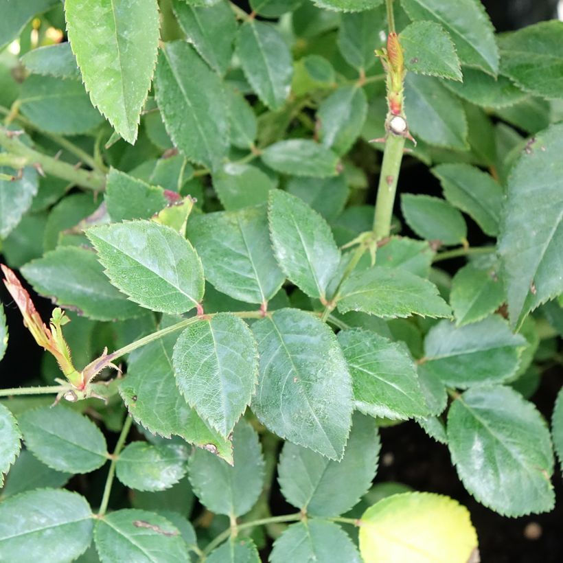 Rosa x wichuraiana François Juranville - Climbing Rose (Foliage)