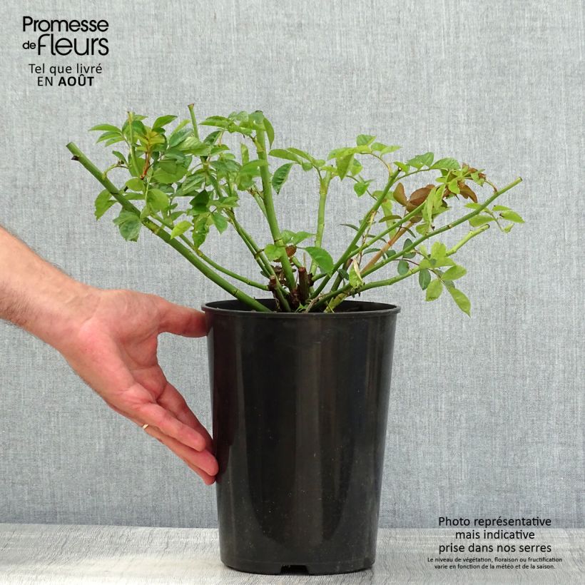 Rosa x multiflora Maria Lisa - Multiflora Climbing Rose 4L/5L pot sample as delivered in summer