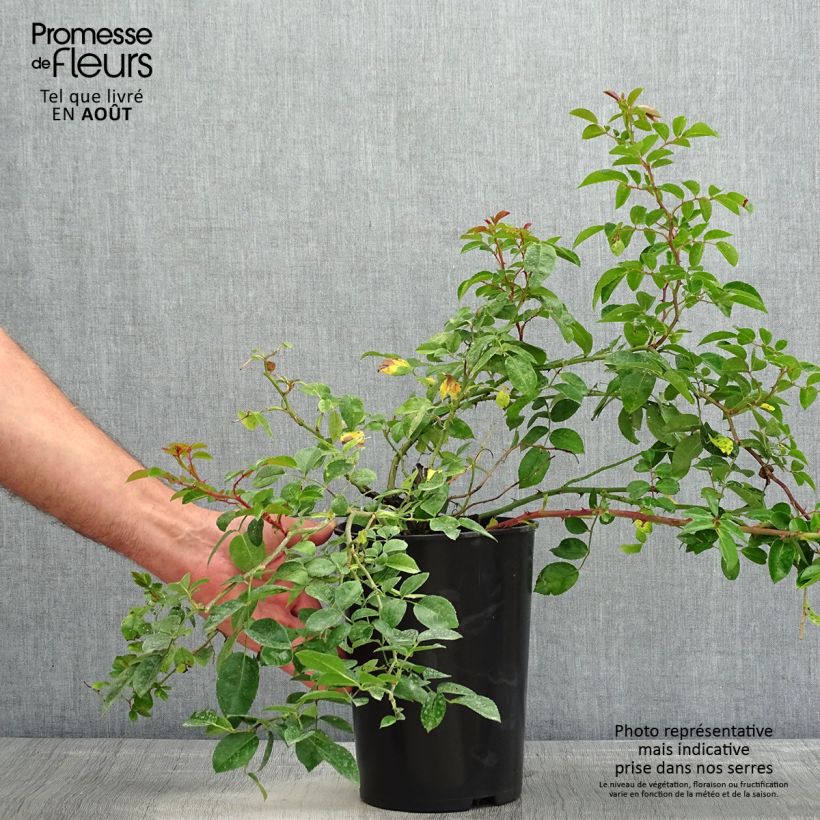 Rosa x wichuraiana 'Paul Noel' - Rambling Rose 4L/5L pot sample as delivered in summer