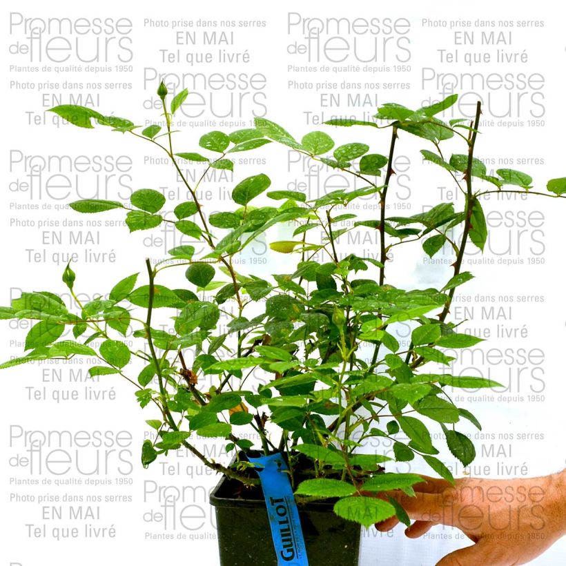 Example of Rosa Generosa Marc-Antoine Charpentier 4L/5L pot specimen as delivered