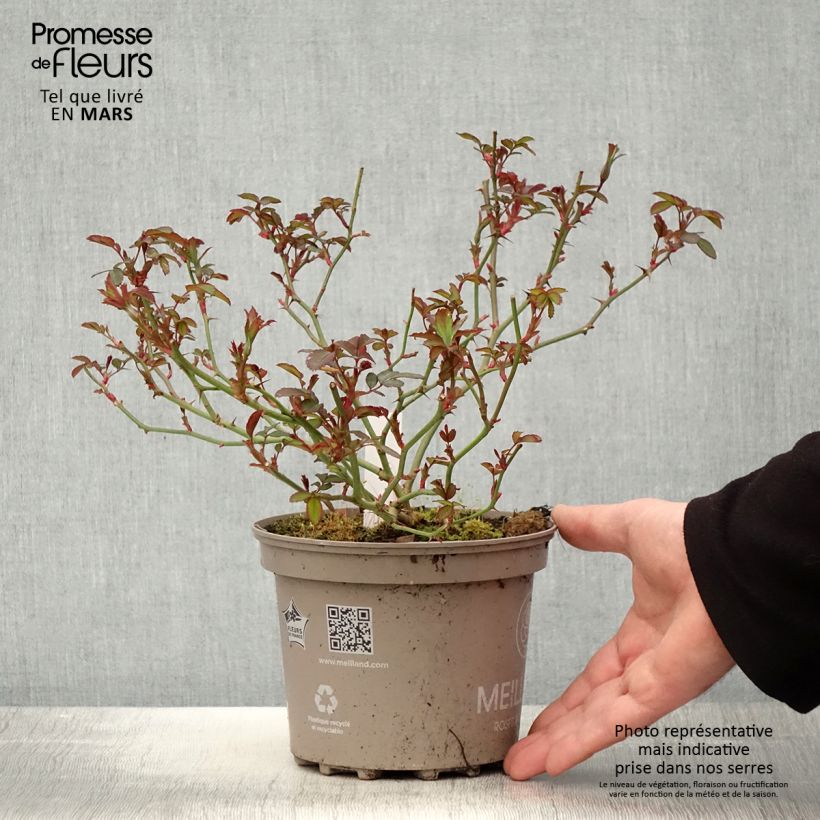 Rosa 'Pink Chantilly' - Shrub Rose 4L/5L pot sample as delivered in spring