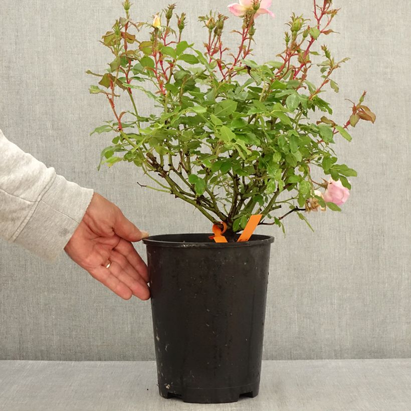 Rosa 'Pink Chantilly' - Shrub Rose 4L/5L pot sample as delivered in summer