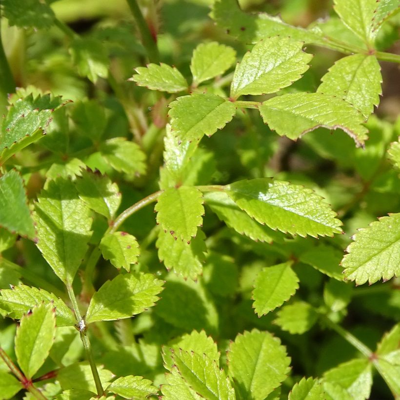 Rosa x hybrida Cutie Pie - Dwarf Rose (Foliage)