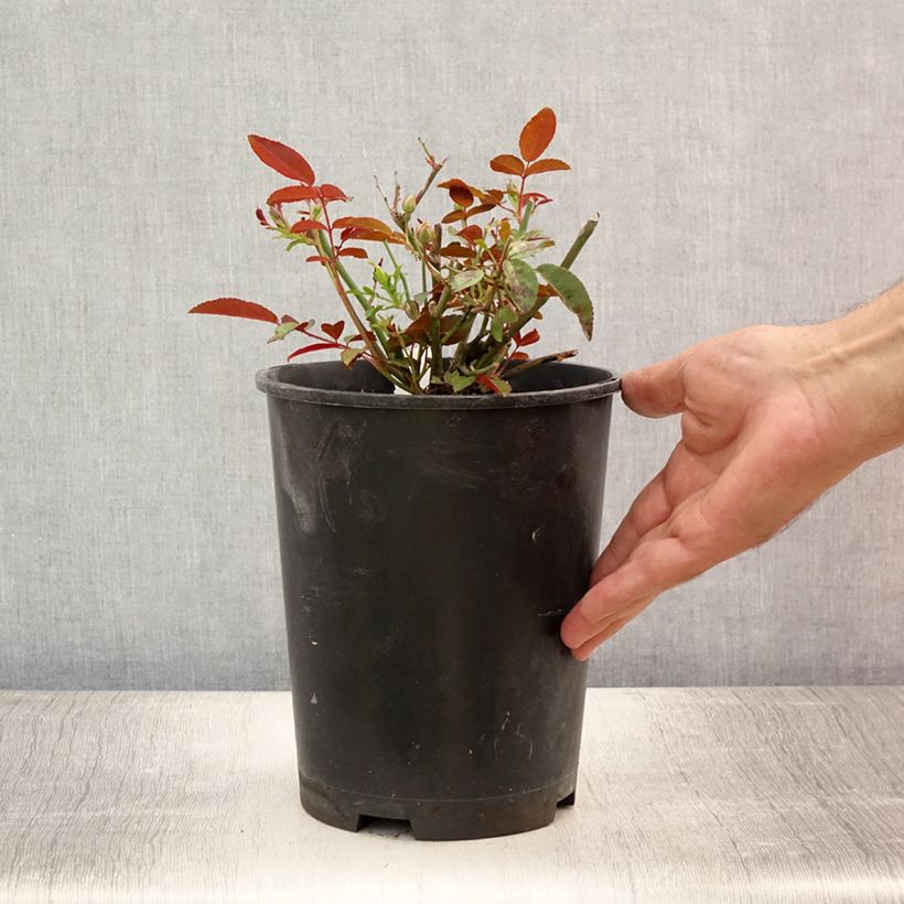 Rosa x polyantha Fête des Mères Orange (Orange Morsdag) 3L/4L pot sample as delivered in summer