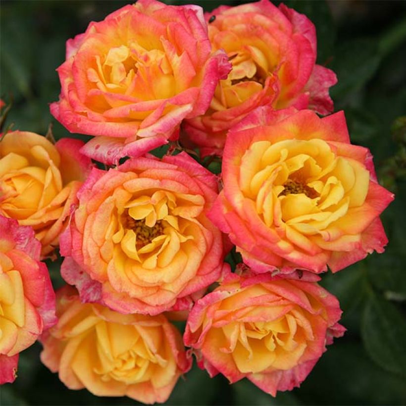 Rosa x polyantha - Lilliputs - 'Little Sunset' - Miniature Rose (Flowering)