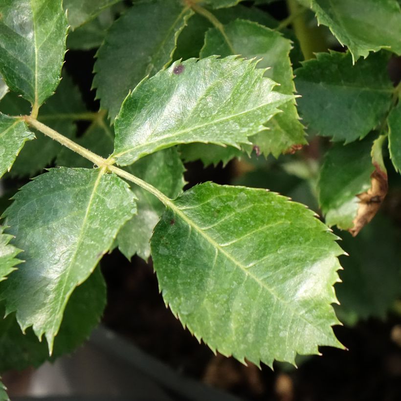 Rosa Aria Babylon Eyes - Miniature Persian Rose (Foliage)