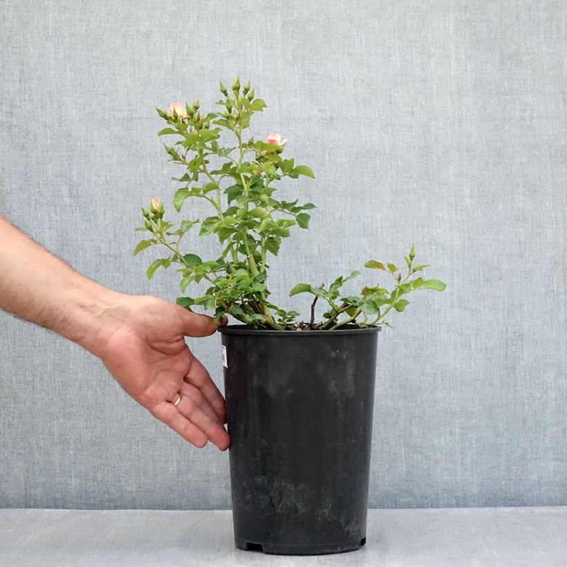 Rosa Aria Babylon Eyes - Miniature Persian Rose 4L/5L pot sample as delivered in summer
