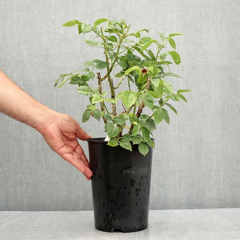 Rosa x polyantha Bordure d'Or - Polyantha Rose 2L/3L pot sample as delivered in summer