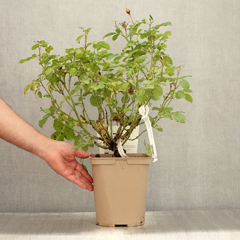 Rosa x polyantha Bordure Nacrée - Polyantha Rose 4L/5L pot sample as delivered in summer
