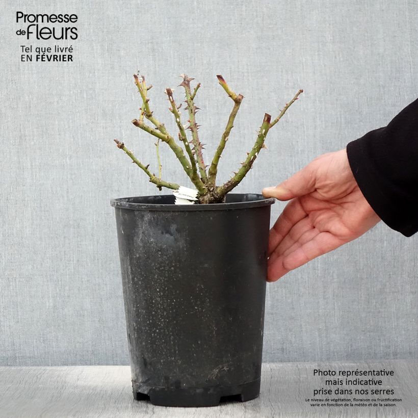 Rosa x polyantha Bordure Vive - Polyantha Rose 4L/5L pot sample as delivered in winter