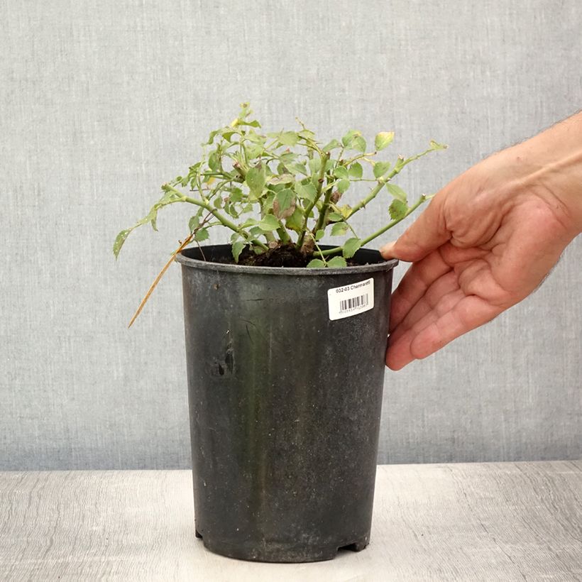 Rosa x polyantha 'Charmant' - Miniature Rose 2L/3L pot sample as delivered in summer