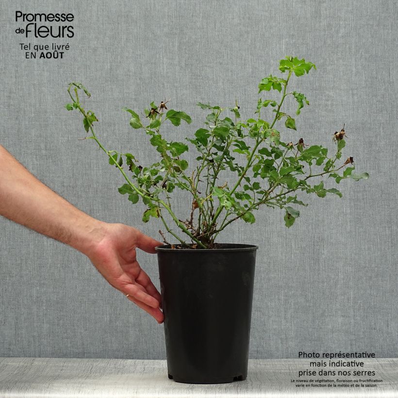 Rosa x persica 'Cream Babylon Eyes' - Miniature Rose 4L/5L pot sample as delivered in summer