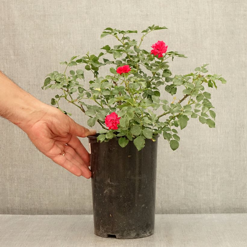 Rosa x polyantha KOSTER 'Fête des Mères' - Miniature Rose  3L/4L pot sample as delivered in summer