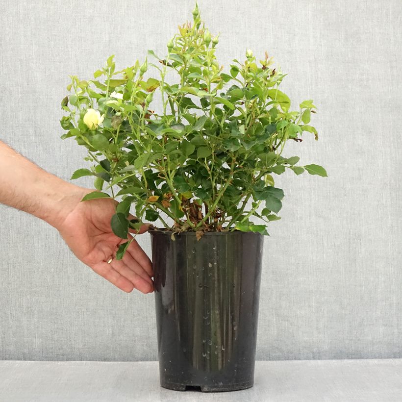 Rosa x persica Glorious Babylon Eyes - Persian Rose 4L/5L pot sample as delivered in summer