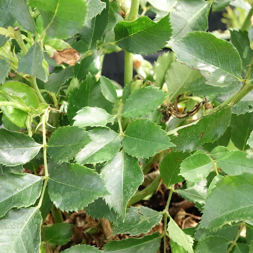Rosa x persica Glorious Babylon Eyes - Persian Rose (Foliage)