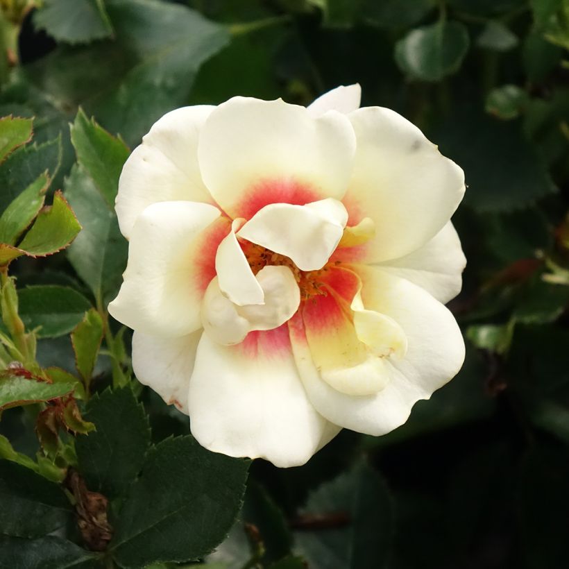 Rosa x persica Glorious Babylon Eyes - Persian Rose (Flowering)