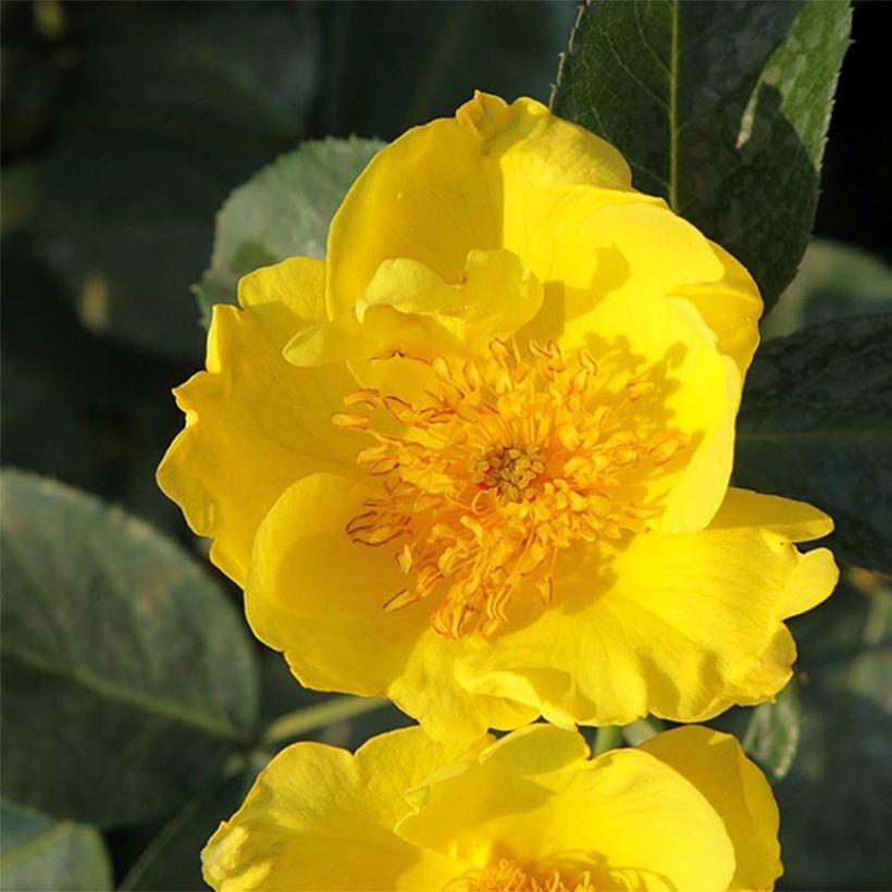 Rosa x polyantha Lemon Fizz - Polyantha Rose (Flowering)