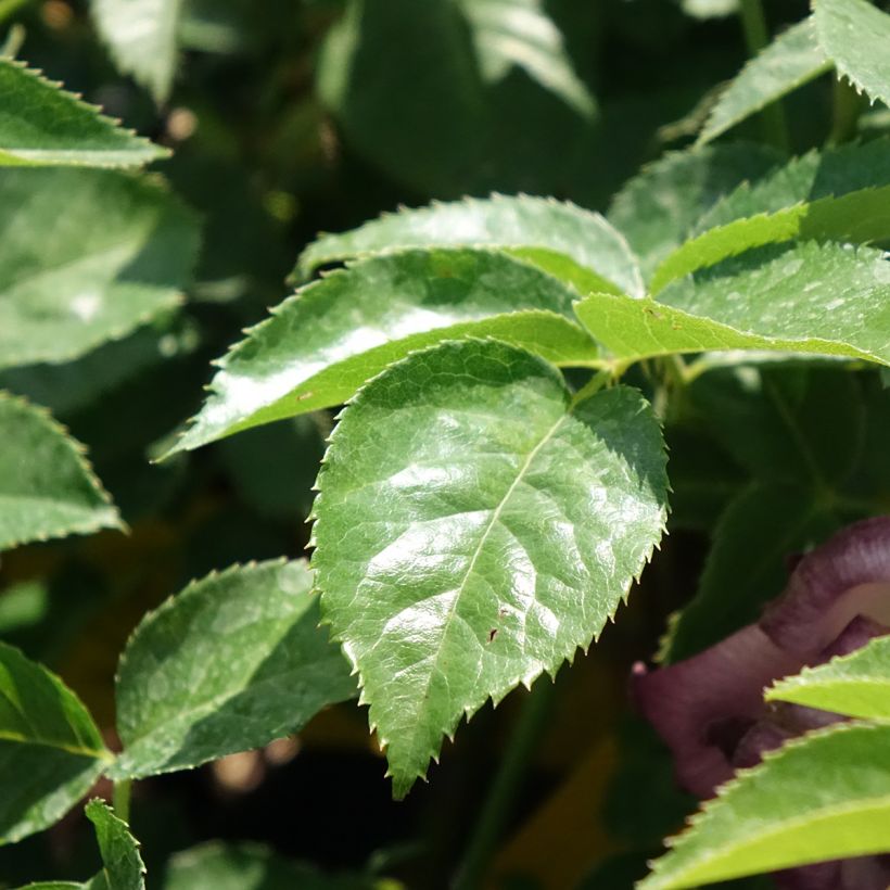 Rosa x polyantha Lemon Fizz - Polyantha Rose (Foliage)