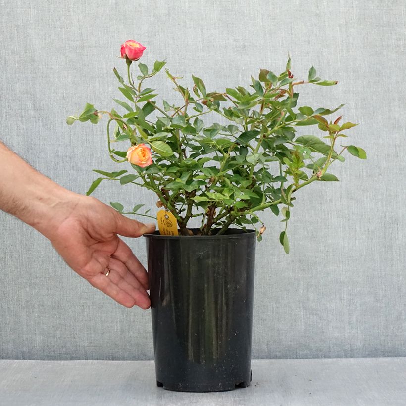 Rosa x polyantha - Lilliputs - 'Little Sunset' - Miniature Rose 1.5L/2L pot sample as delivered in summer