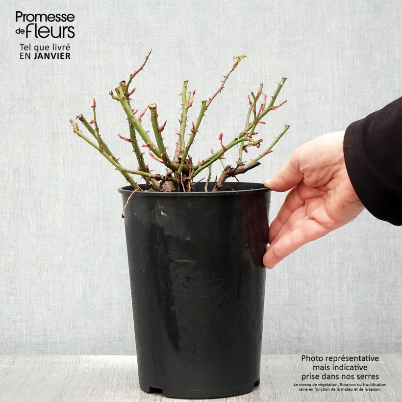Rosa Maestro Babylon Eyes - Shrub rose 4L/5L pot sample as delivered in winter