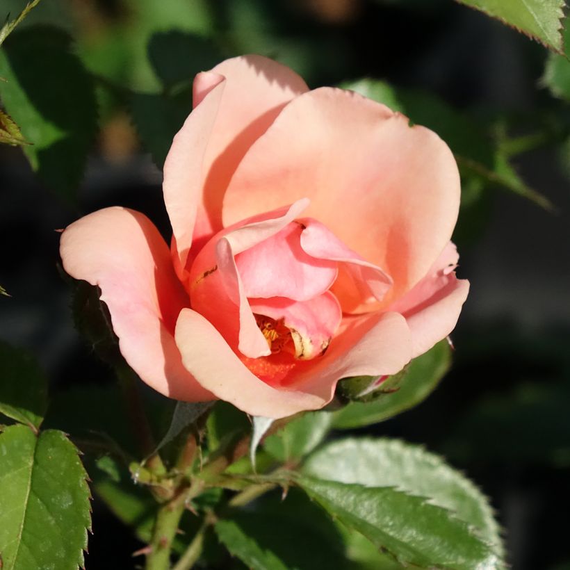 Rosa Maestro Babylon Eyes - Shrub rose (Flowering)