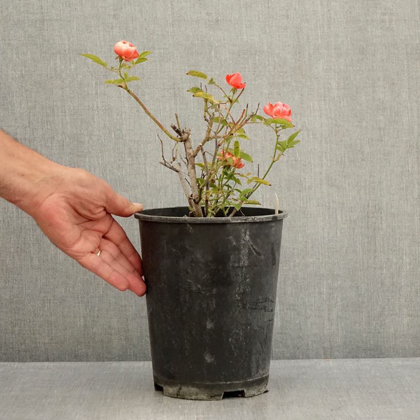 Rosa x polyantha 'Fête des Pères' - Miniature Rose 3L/4L pot sample as delivered in summer