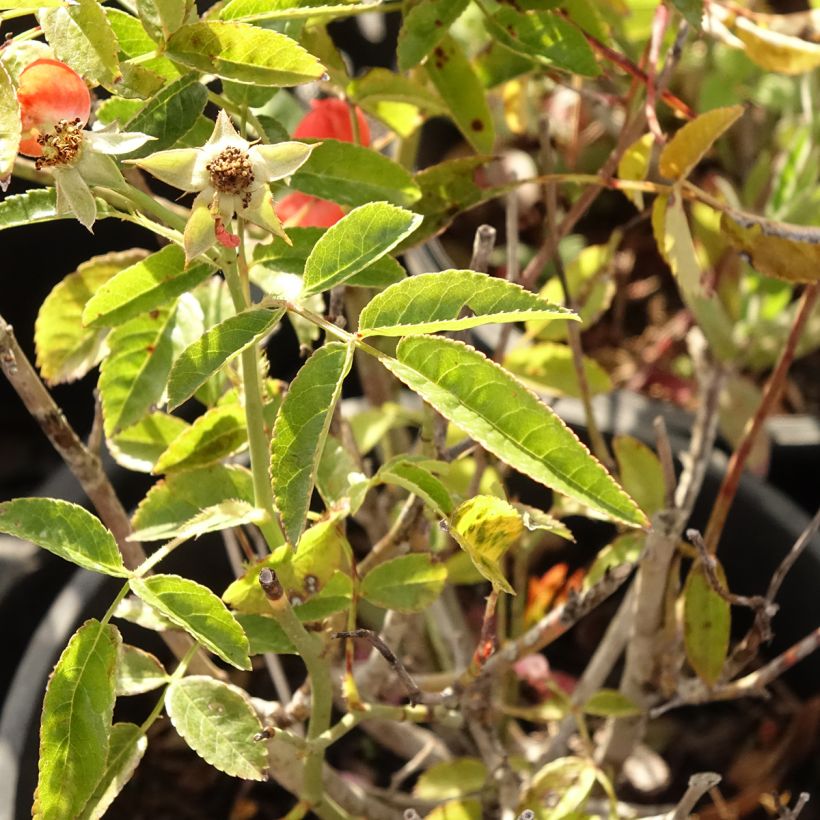 Rosa x polyantha 'Fête des Pères' - Miniature Rose (Foliage)