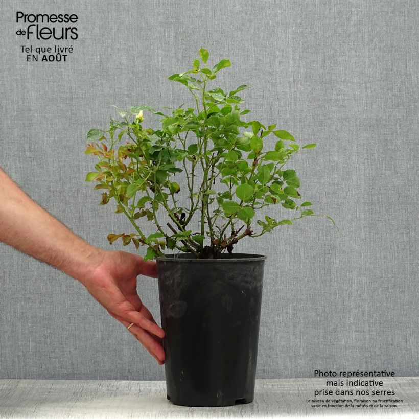 Rosa x persica 'Pastel Babylon Eyes' - Miniature Rose 4L/5L pot sample as delivered in summer