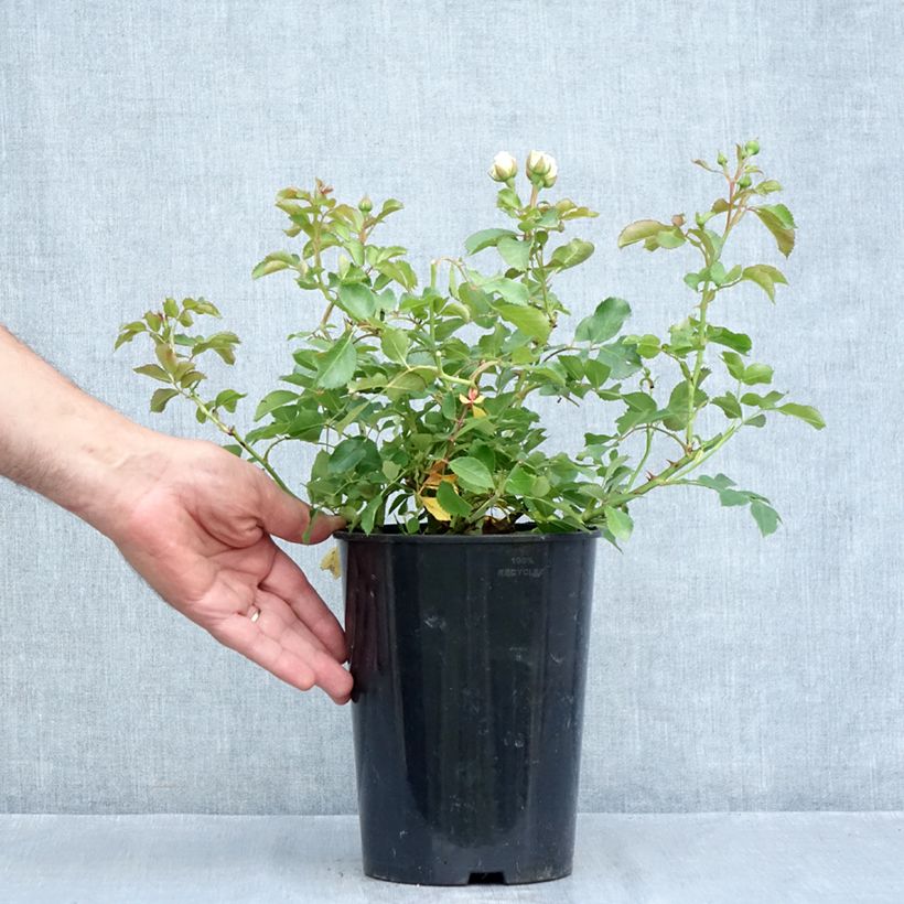 Rosa x polyantha 'Schneeküsschen' - Miniature Rose 2L/3L pot sample as delivered in summer