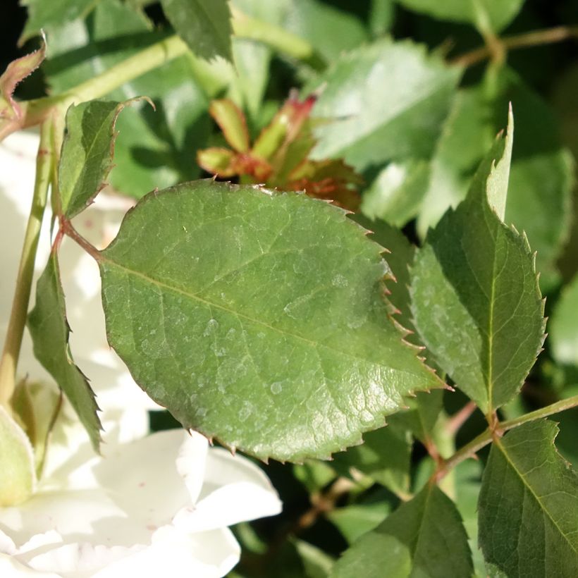Rosa x polyantha 'Schneeküsschen' - Miniature Rose (Foliage)