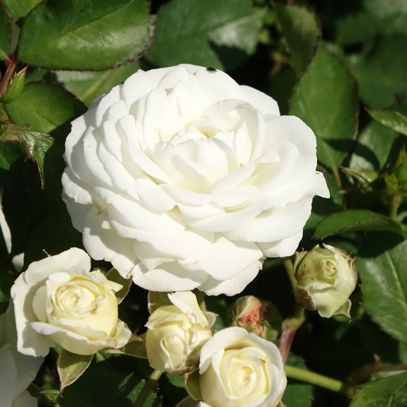 Rosa x polyantha 'Schneeküsschen' - Miniature Rose (Flowering)