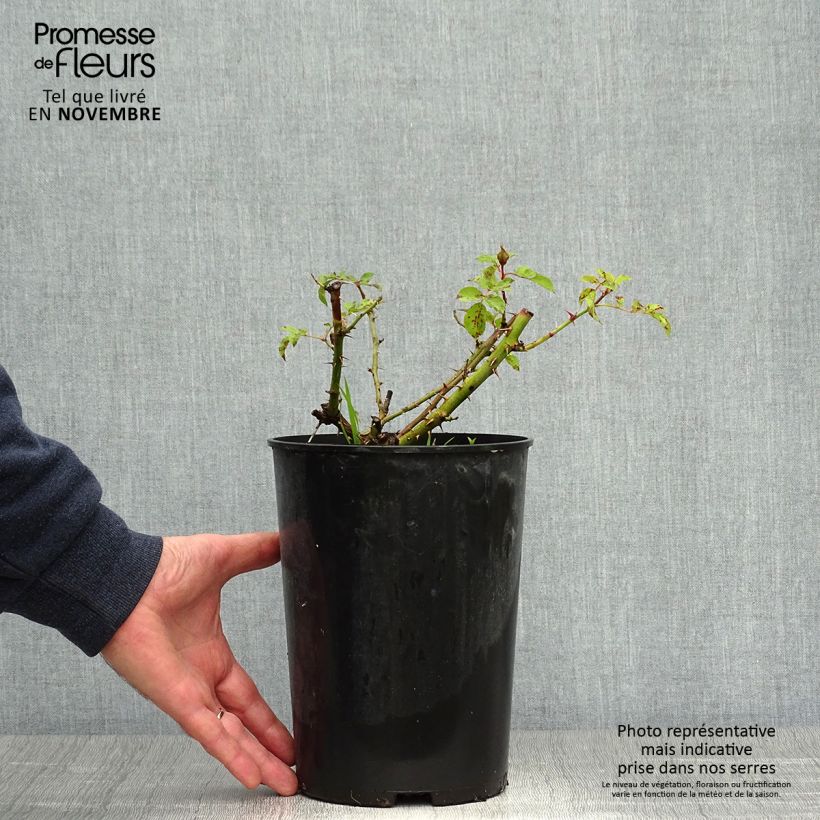 Rosa x persica 'Sunshine Babylon Eyes' - Miniature Rose 4L/5L pot sample as delivered in autumn