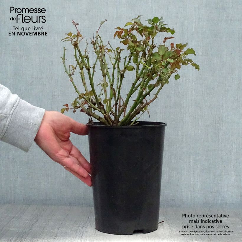 Rosa x persica Sweet Babylon Eyes - Hybrid Persian Rose 4L/5L pot sample as delivered in autumn