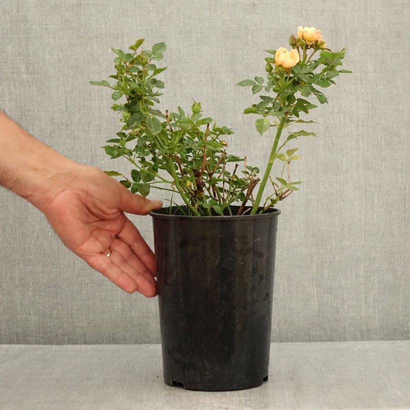 Rosa Sweet Dream 2L/3L pot sample as delivered in summer