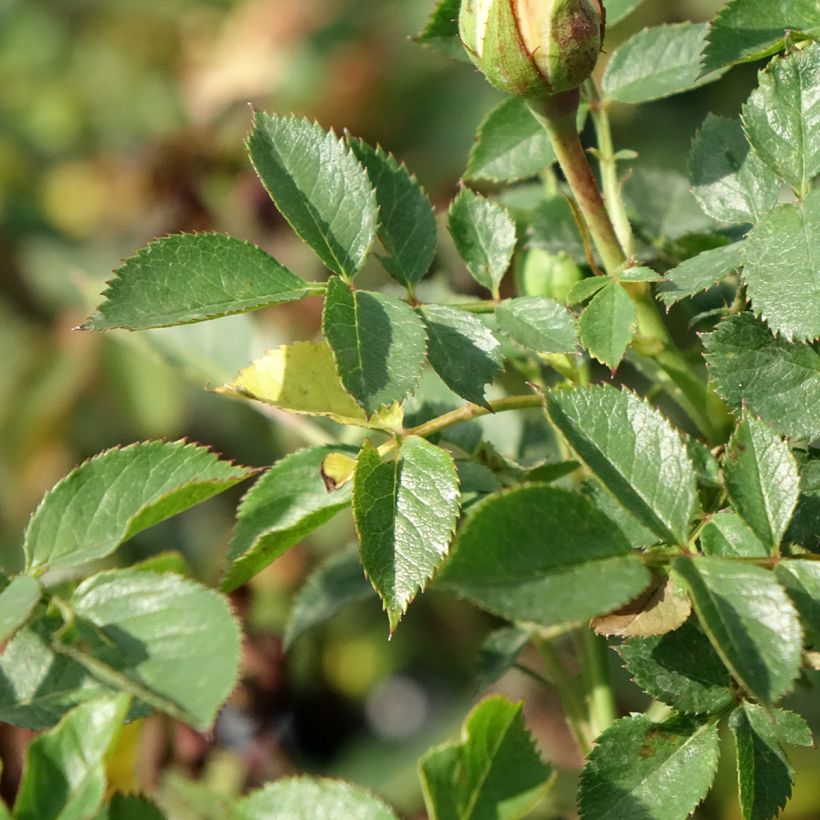 Rosa Sweet Dream (Foliage)