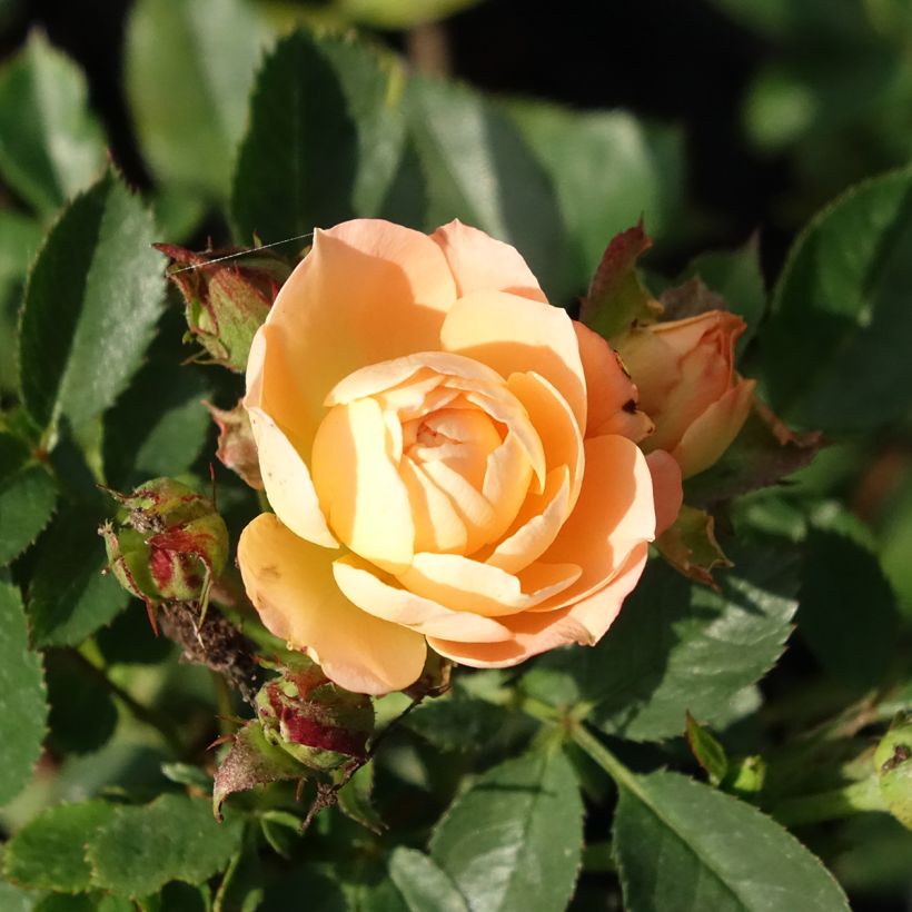 Rosa Sweet Dream (Flowering)