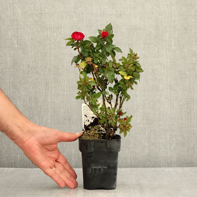 Rosa x polyantha Zepeti - Dwarf Rose 10cm/11cm pot sample as delivered in summer