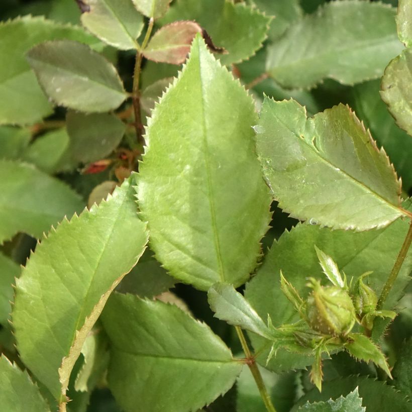 Rosa x floribunda PATIO ROSE Xenia - Floribunda Rose (Foliage)